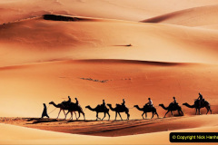 056.2023-09-09-UAE-Camels.-56-