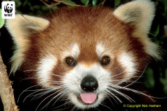 2023 September 16 International Red Panda Day