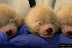 001.2023-09-16-International-Red-Panda-Day.-1