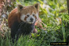 003.2023-09-16-International-Red-Panda-Day.-3
