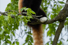 012.2023-09-16-International-Red-Panda-Day.-12