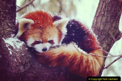 013.2023-09-16-International-Red-Panda-Day.-13