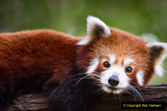 019.2023-09-16-International-Red-Panda-Day.-19