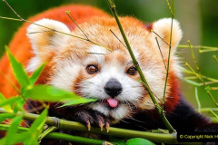 020.2023-09-16-International-Red-Panda-Day.-20