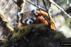 021.2023-09-16-International-Red-Panda-Day.-21