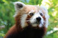 026.2023-09-16-International-Red-Panda-Day.-26