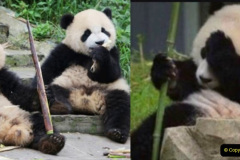034.2023-09-16-International-Red-Panda-Day.-34