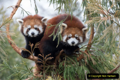 035.2023-09-16-International-Red-Panda-Day.-35