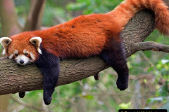 037.2023-09-16-International-Red-Panda-Day.-37