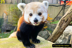 038.2023-09-16-International-Red-Panda-Day.-38
