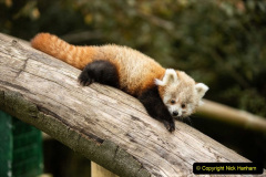 042.2023-09-16-International-Red-Panda-Day.-42