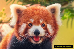 044.2023-09-16-International-Red-Panda-Day.-44