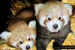 046.2023-09-16-International-Red-Panda-Day.-46