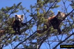 048.2023-09-16-International-Red-Panda-Day.-48