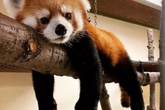 051.2023-09-16-International-Red-Panda-Day.-51