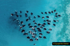 2023 September 17 International Manta Ray Day