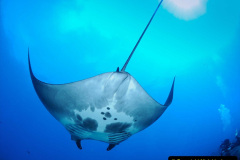 007.2023-09-17-International-Manta-Ray-Day.-7