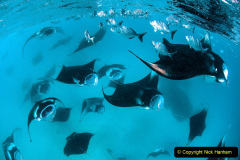 Several Manta Rays, Manta birostris, feeding near surface with school of Blue Seachub, Kyphosus cinerascens, Baa Atoll, Maldives