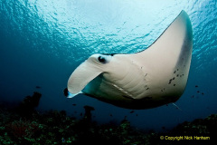 013.2023-09-17-International-Manta-Ray-Day.-13