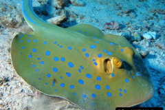 017.2023-09-17-International-Manta-Ray-Day.-17