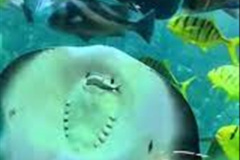 020.2023-09-17-International-Manta-Ray-Day.-20