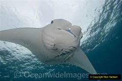 021.2023-09-17-International-Manta-Ray-Day.-21