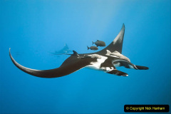 Manta on the blue background from mexico