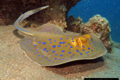 048.2023-09-17-International-Manta-Ray-Day.-48