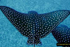 050.2023-09-17-International-Manta-Ray-Day.-50