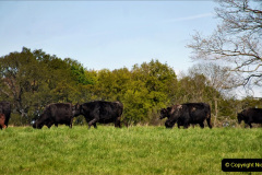 013.2024-04-18-The-Vyne-NT-Hampshire.-13-