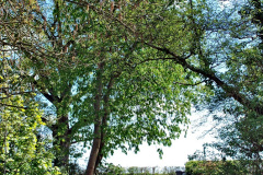 076.2024-04-18-The-Vyne-NT-Hampshire.-76-