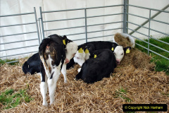 014.2024-04-27-Dorset-Spring-Show-Kingston-Marwood-Dorchester-FDorset.-14