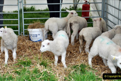 017.2024-04-27-Dorset-Spring-Show-Kingston-Marwood-Dorchester-FDorset.-17