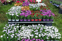 021.2024-04-27-Dorset-Spring-Show-Kingston-Marwood-Dorchester-FDorset.-21