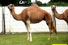 085.2024-08-15-Gillingham-Shaftesbury-Show-Dorset.-85-