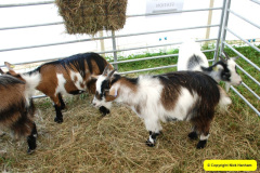 289.2024-08-15-Gillingham-Shaftesbury-Show-Dorset.-289-