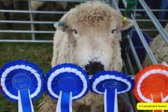 456.2024-08-15-Gillingham-Shaftesbury-Show-Dorset.-456-