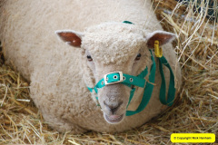 460.2024-08-15-Gillingham-Shaftesbury-Show-Dorset.-460-