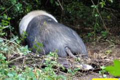 020.2024-08-20-Kingston-Lacy-NT-Near-Wimborne-Dorset.-20-