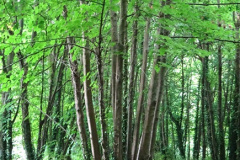 022.2024-08-20-Kingston-Lacy-NT-Near-Wimborne-Dorset.-22-