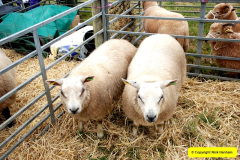 150.2024-08-22-Melplas-Show-Bridport-Dorset.-150