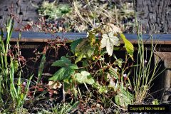 054.2024-06-07-SR-Strictly-Bulleid-.-54-SR-Gardening-Club.-