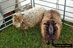 083.2024-06-08-The-Gillingham-Shaftesbury-late-Spring-Show-Shaftesbury-Dorset.-83-