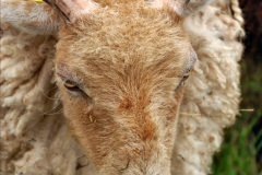 084.2024-06-08-The-Gillingham-Shaftesbury-late-Spring-Show-Shaftesbury-Dorset.-84-