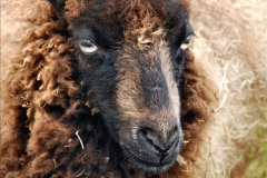 085.2024-06-08-The-Gillingham-Shaftesbury-late-Spring-Show-Shaftesbury-Dorset.-85-
