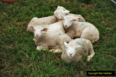 087.2024-06-08-The-Gillingham-Shaftesbury-late-Spring-Show-Shaftesbury-Dorset.-87-
