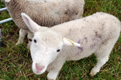 088.2024-06-08-The-Gillingham-Shaftesbury-late-Spring-Show-Shaftesbury-Dorset.-88-
