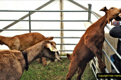 090.2024-06-08-The-Gillingham-Shaftesbury-late-Spring-Show-Shaftesbury-Dorset.-90-