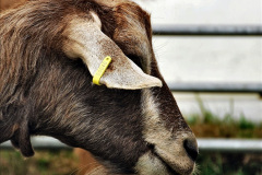 093.2024-06-08-The-Gillingham-Shaftesbury-late-Spring-Show-Shaftesbury-Dorset.-93-