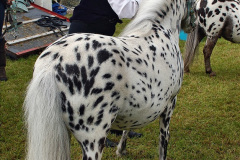 148.2024-06-08-The-Gillingham-Shaftesbury-late-Spring-Show-Shaftesbury-Dorset.-148-